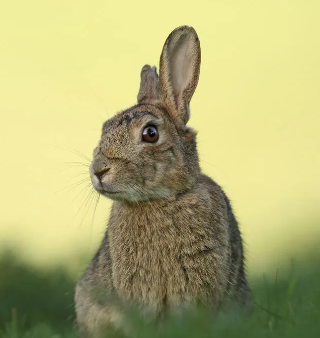 Rabbits